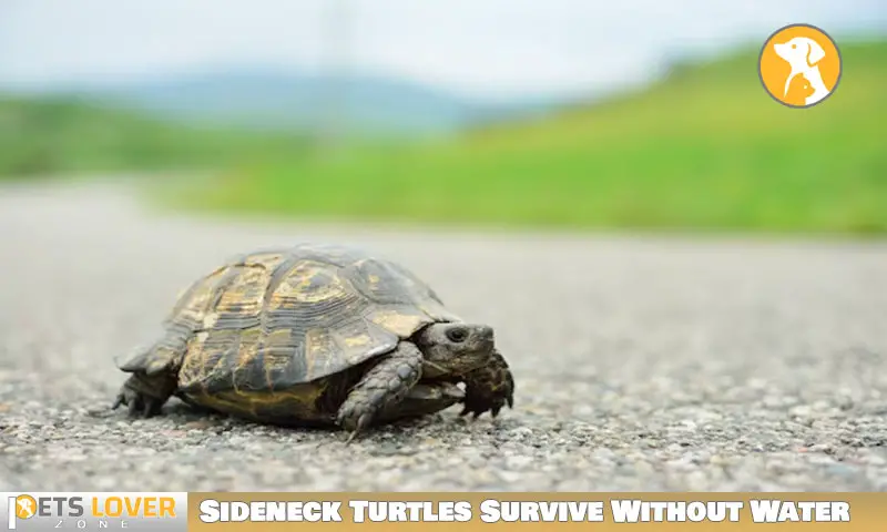 Sideneck Turtles Survive Without Water
