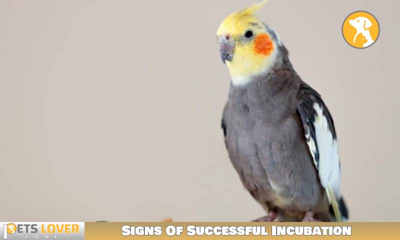Signs Of Successful Incubation