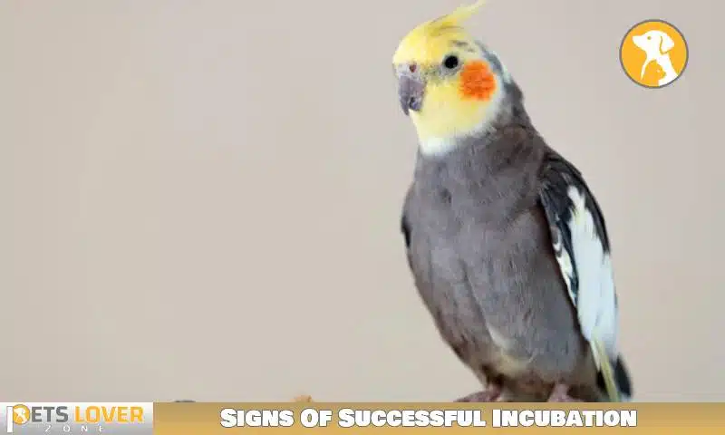 Signs Of Successful Incubation