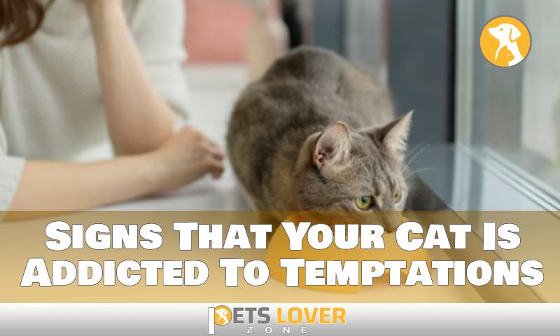 Signs That Your Cat Is Addicted To Temptations