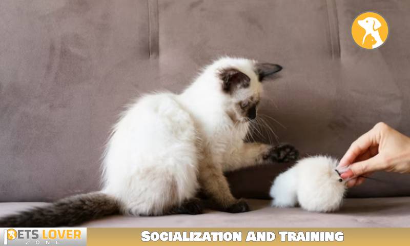 Socialization And Training
