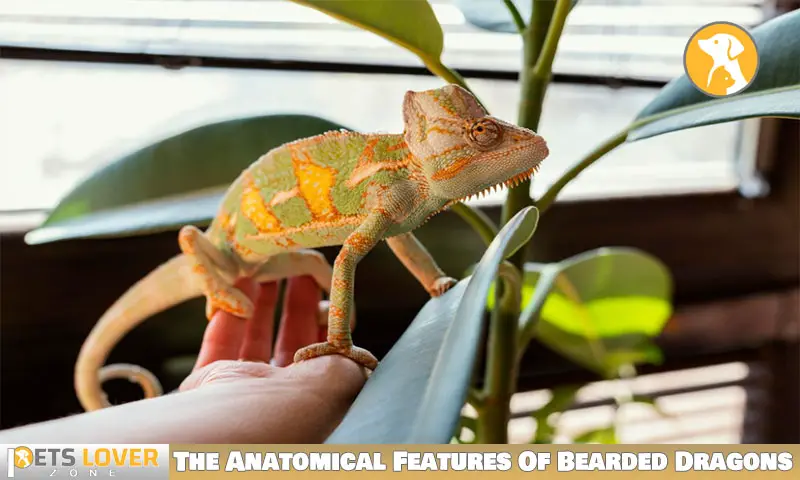 The Anatomical Features Of Bearded Dragons