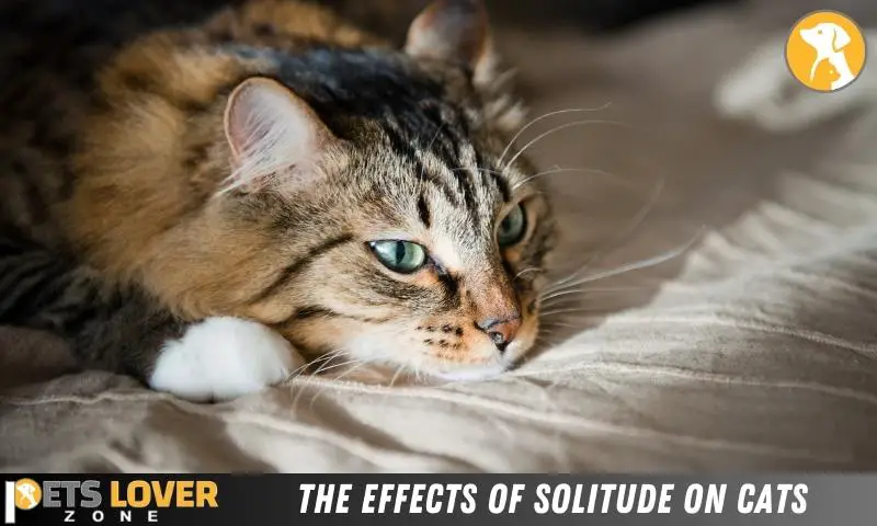 The Effects Of Solitude On Cats