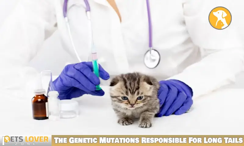 The Genetic Mutations Responsible For Long Tails In Kittens