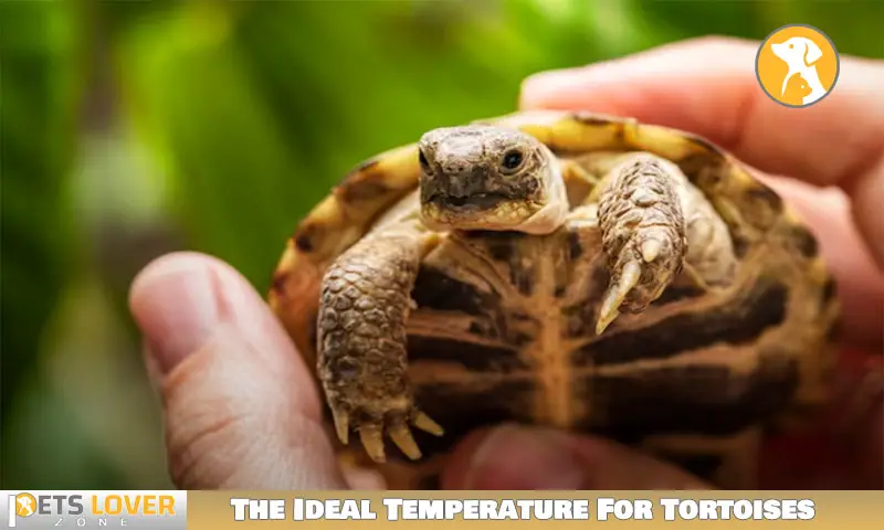 The Ideal Temperature For Tortoises