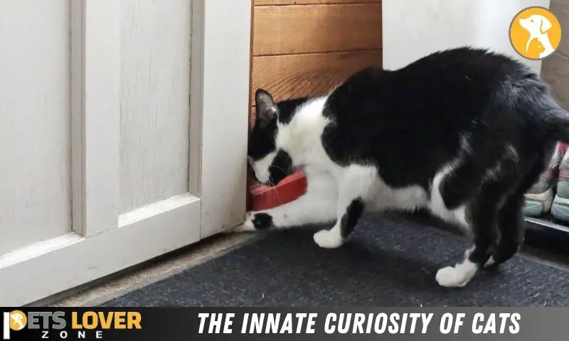The Innate Curiosity Of Cats