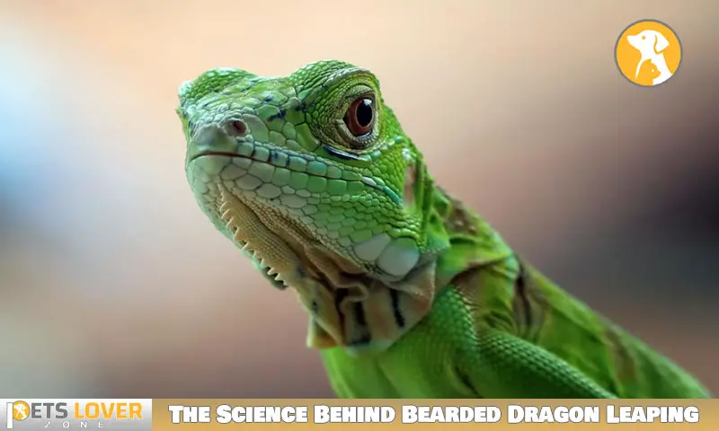 The Science Behind Bearded Dragon Leaping