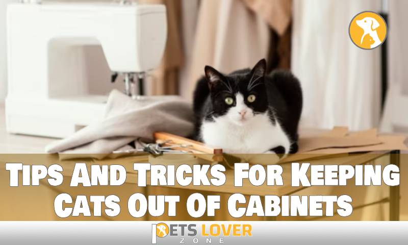 Tips And Tricks For Keeping Cats Out Of Cabinets