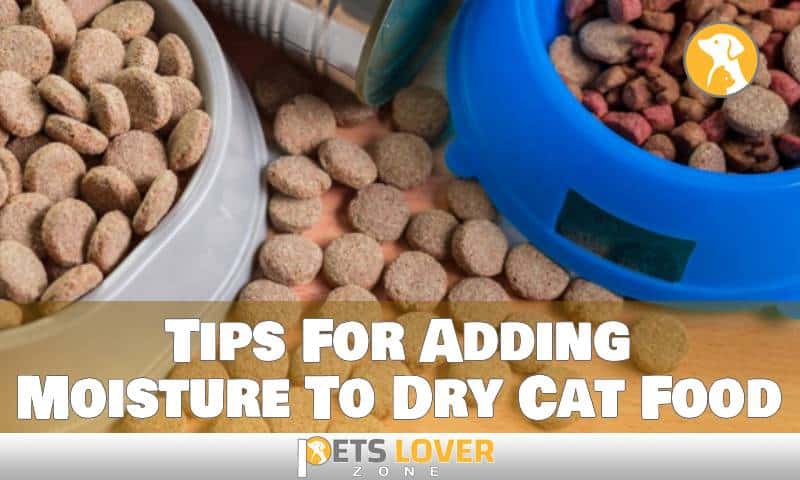 Tips For Adding Moisture To Dry Cat Food