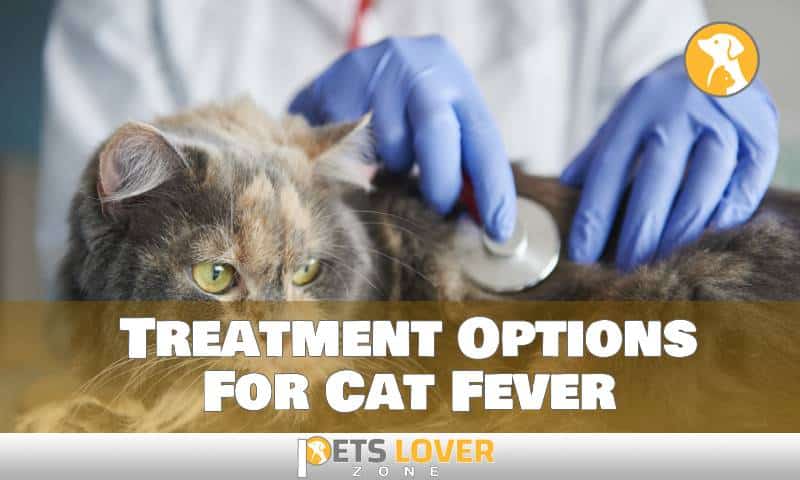 Treatment Options For Cat Fever
