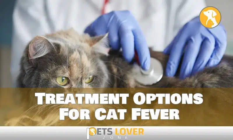 Treatment Options For Cat Fever