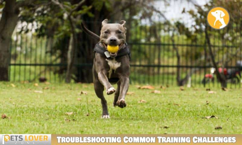 Troubleshooting Common Training Challenges