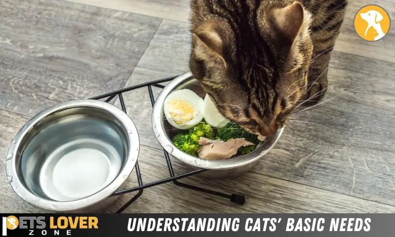 Understanding Cats' Basic Needs