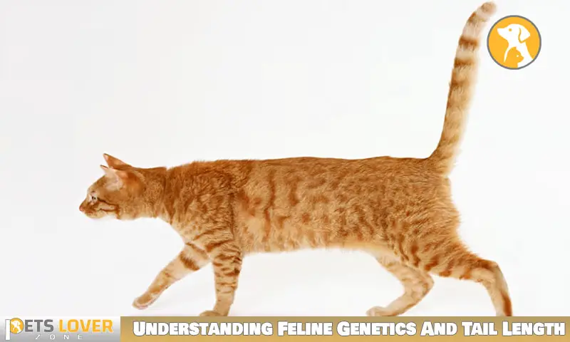 Understanding Feline Genetics And Tail Length