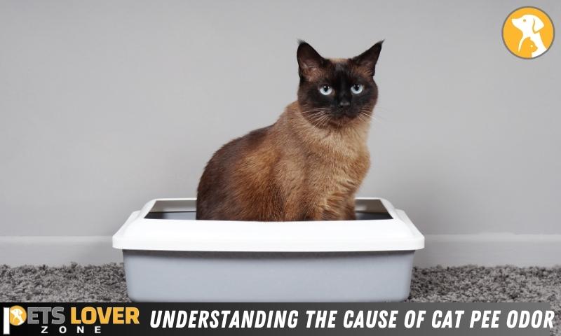 Understanding The Cause Of Cat Pee Odor