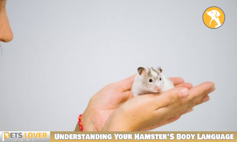 Understanding Your Hamster'S Body Language