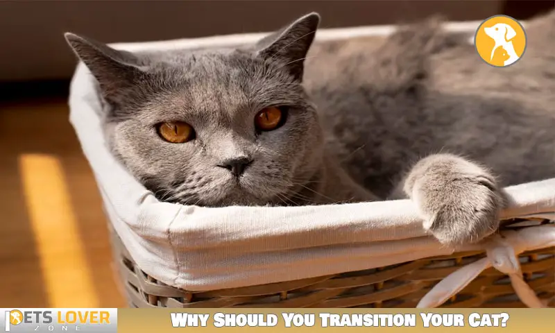 Why Should You Transition Your Cat?