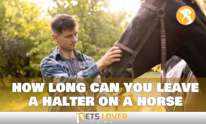 how long can you leave a halter on a horse