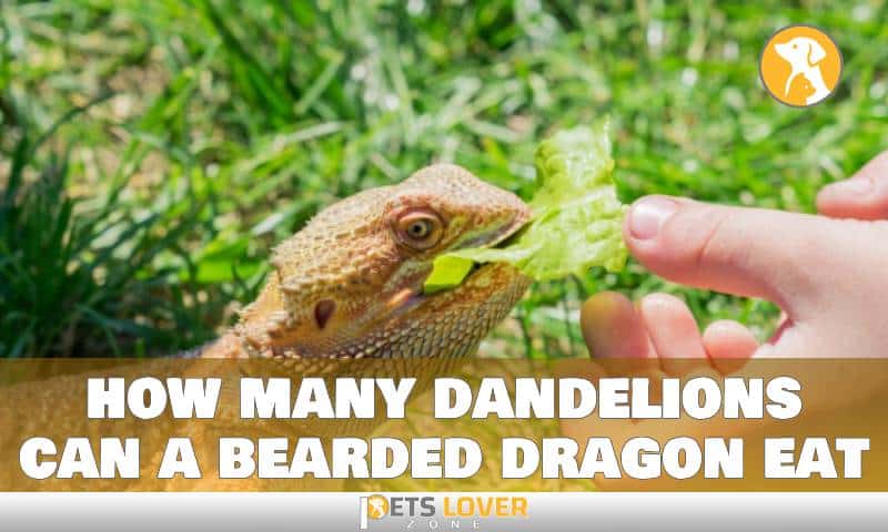how many dandelions can a bearded dragon eat