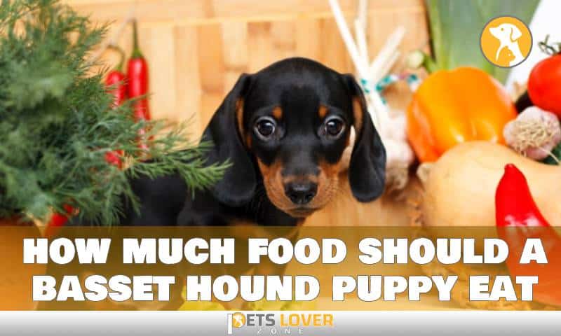 how much food should a basset hound puppy eat