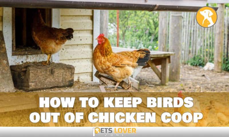 how to keep birds out of chicken coop