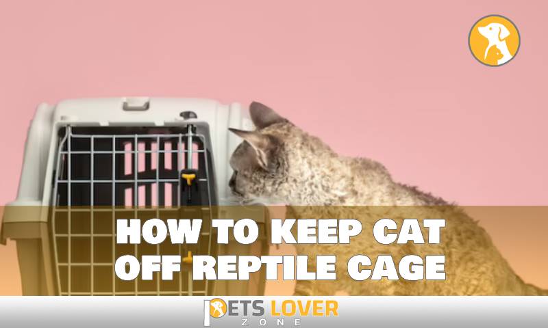 how to keep cat off reptile cage