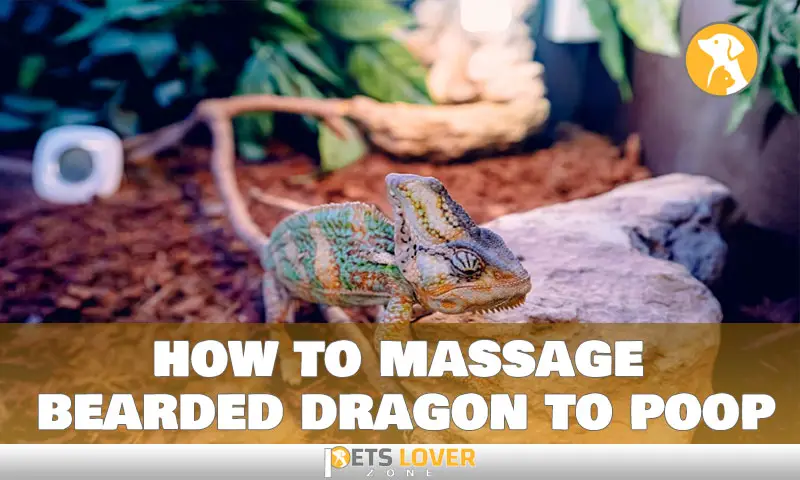 how to massage bearded dragon to poop