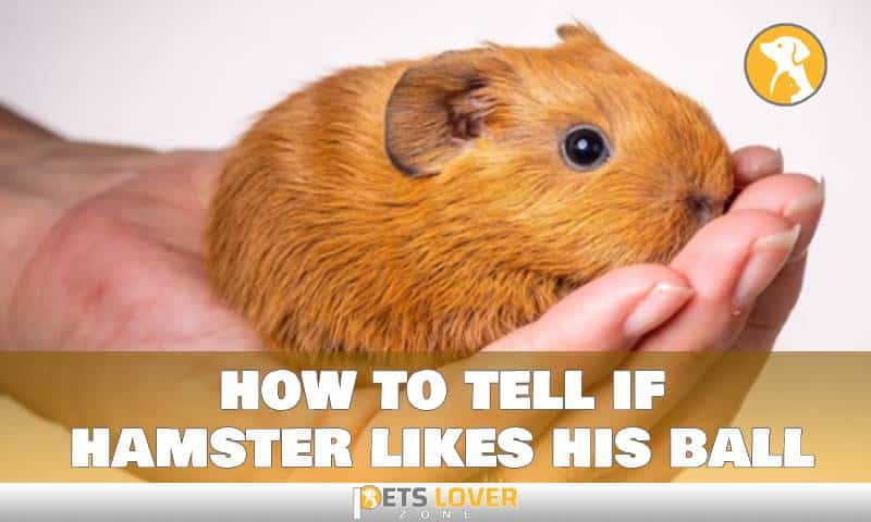 how to tell if hamster likes his ball