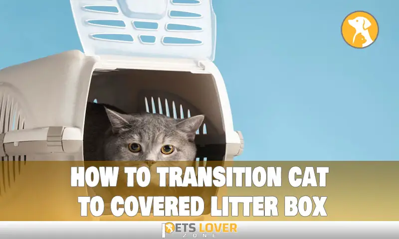how to transition cat to covered litter box