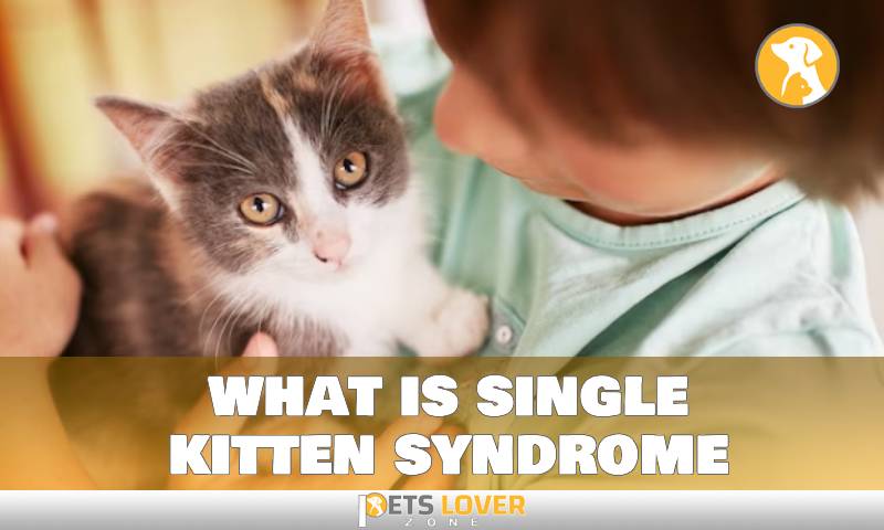 what is single kitten syndrome