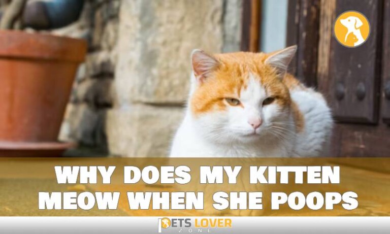 find-the-secret-of-why-my-kitten-meow-when-she-poops