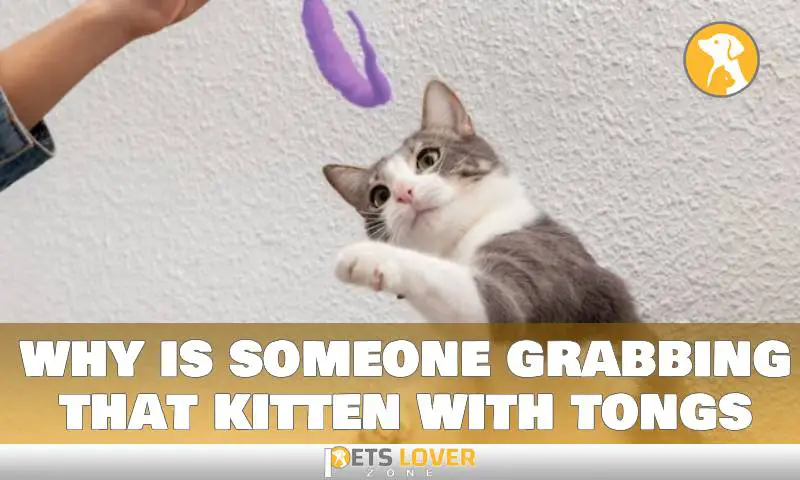 why is someone grabbing that kitten with tongs