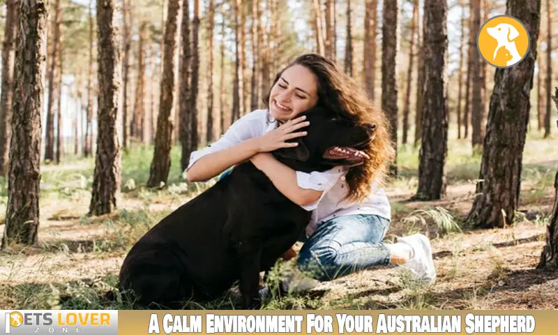 A Calm Environment For Your Australian Shepherd