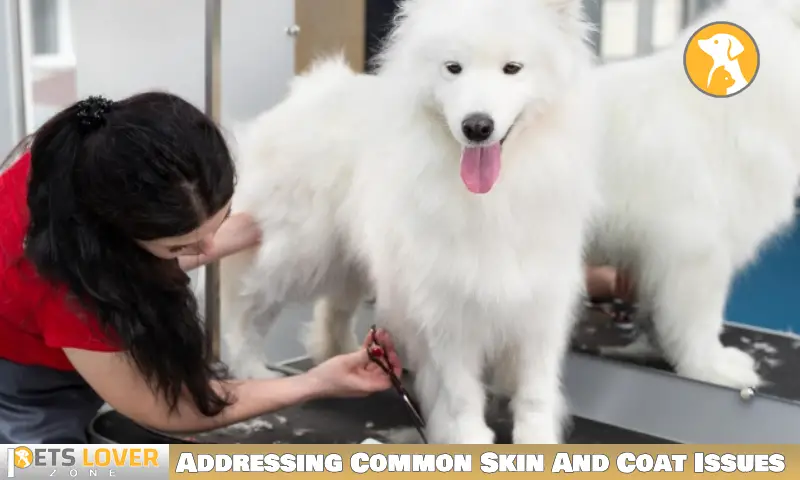 Addressing Common Skin And Coat Issues