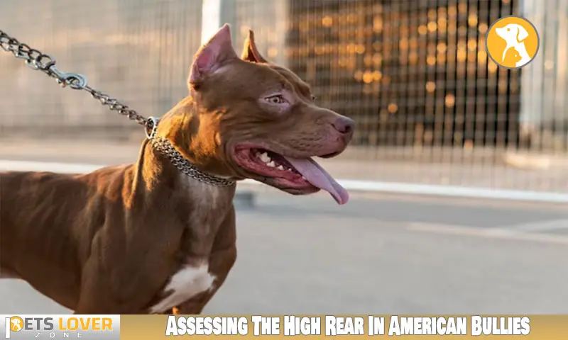 Assessing The High Rear In American Bullies
