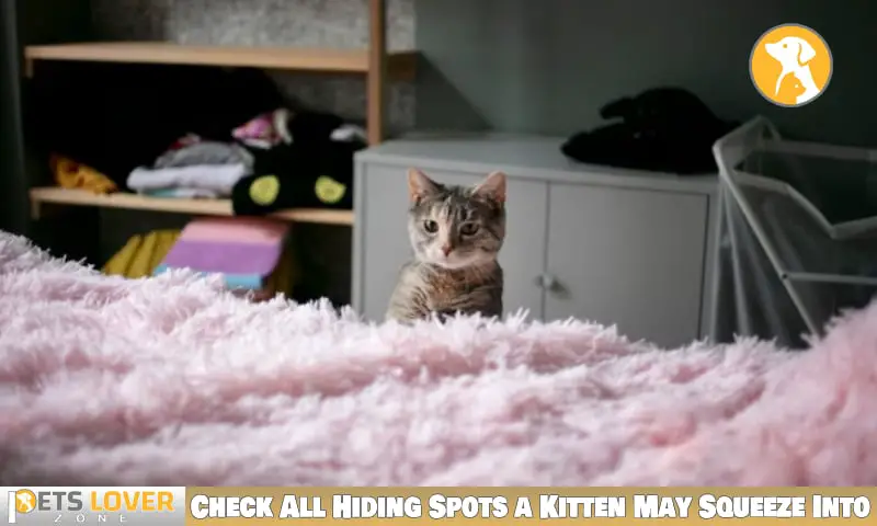 Check All Hiding Spots a Kitten May Squeeze Into