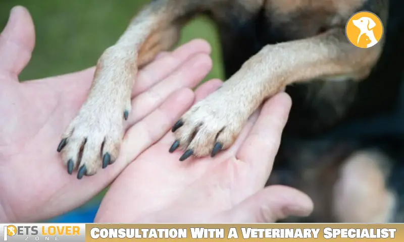 Consultation With A Veterinary Specialist