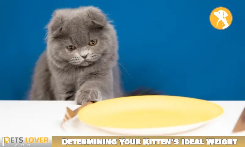 Determining Your Kitten's Ideal Weight