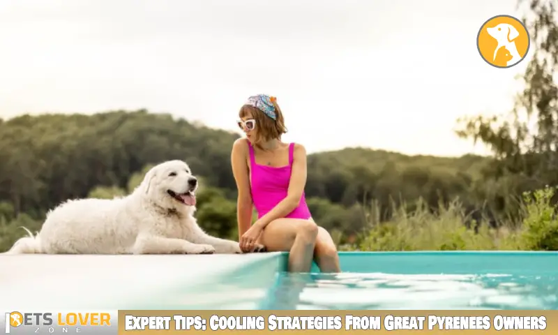 Expert Tips: Cooling Strategies From Great Pyrenees Owners