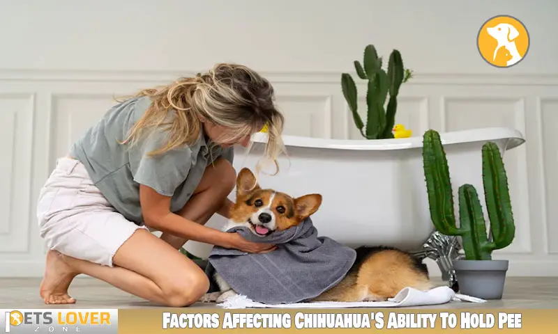 Factors Affecting Chihuahua'S Ability To Hold Pee