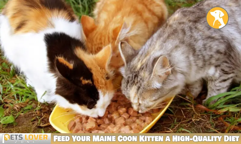 Feed Your Maine Coon Kitten a High-Quality Diet