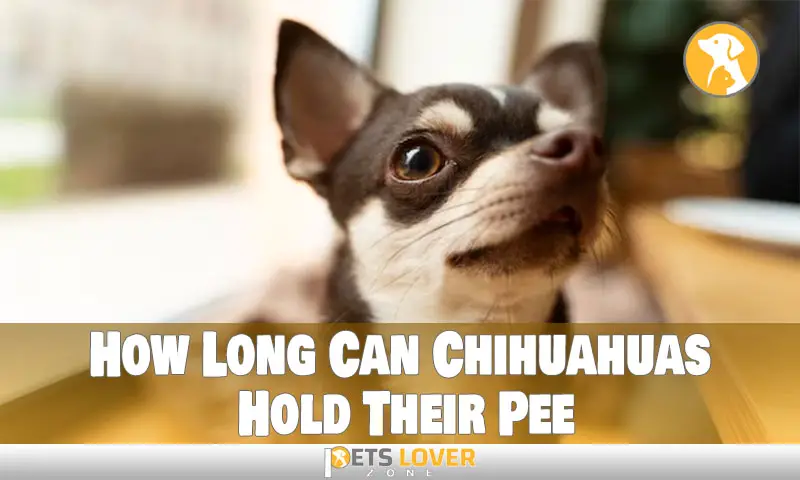 How Long Can Chihuahuas Hold Their Pee