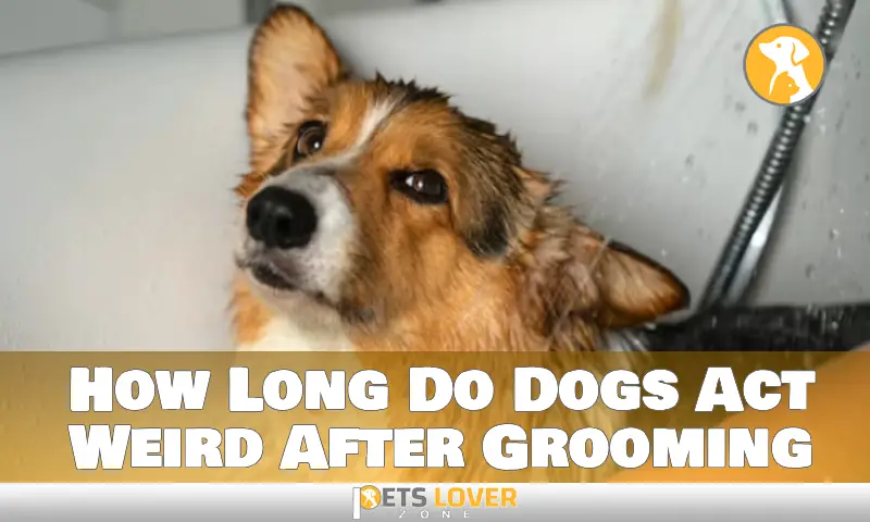 How Long Do Dogs Act Weird After Grooming
