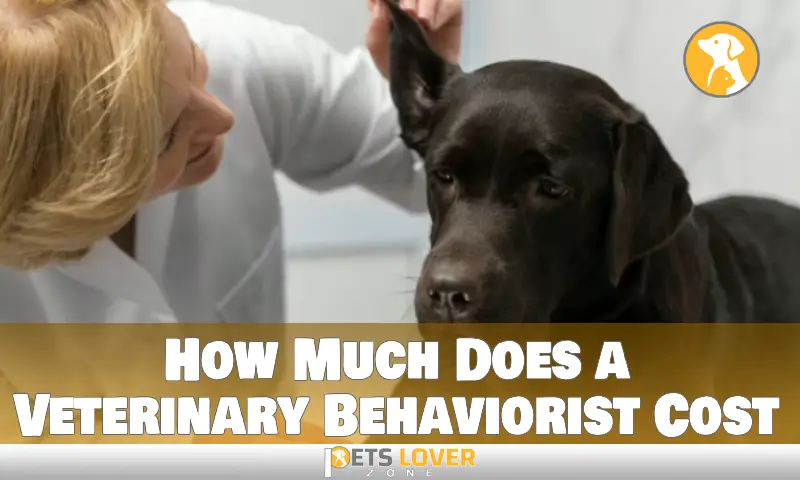 How Much Does a Veterinary Behaviorist Cost