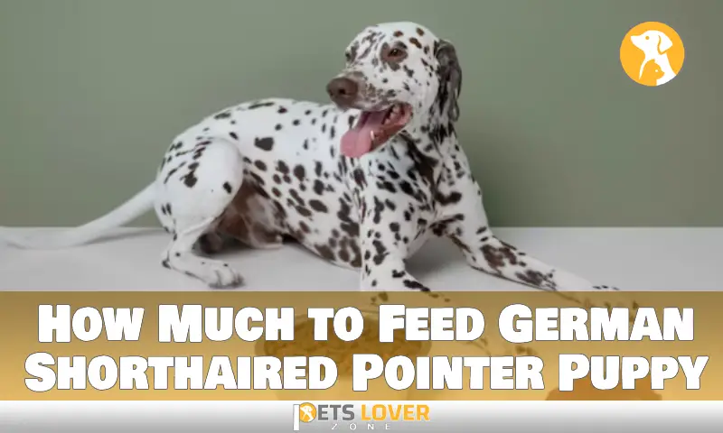How Much to Feed German Shorthaired Pointer Puppy