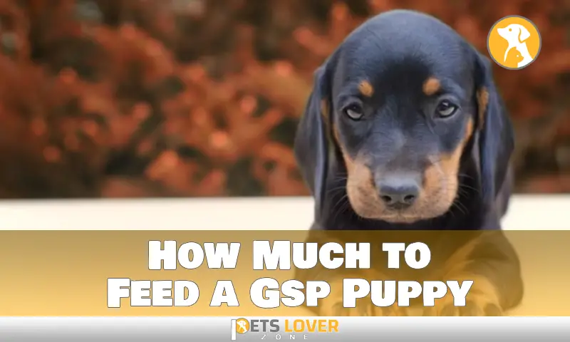 How Much to Feed a Gsp Puppy