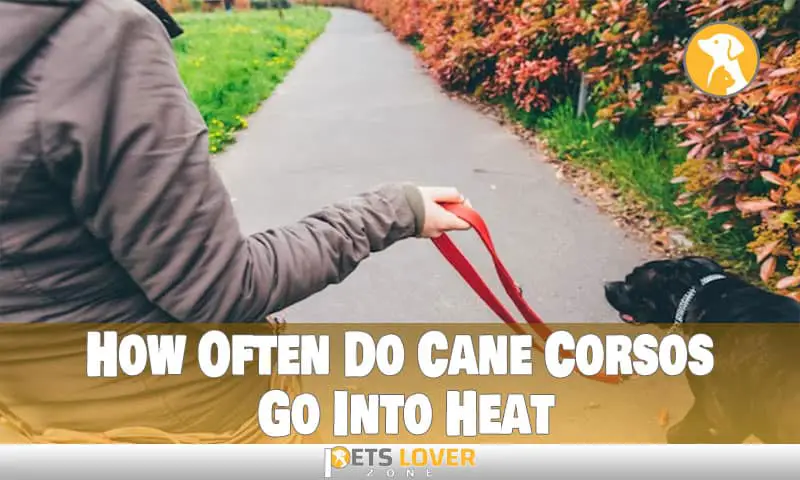 How Often Do Cane Corsos Go Into Heat