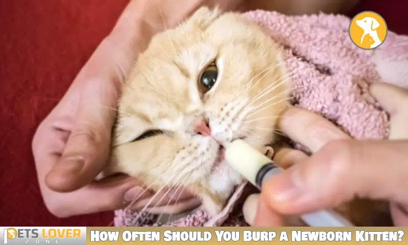 How Often Should You Burp a Newborn Kitten?