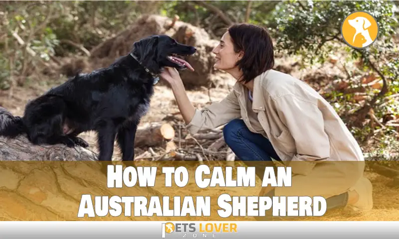 How to Calm an Australian Shepherd