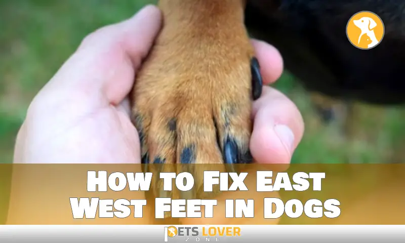How to Fix East West Feet in Dogs